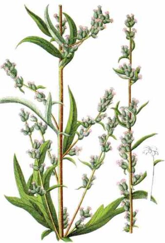 Fresh Clips: The Many Sides of the Mugwort Herb